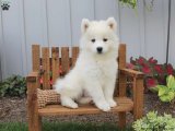 Yavru Aşkın Gücü: Samoyed Yavru Süper Kahramanlar