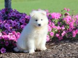 Minik Yıldızlar: Samoyed Yavru Gökyüzü Koleksiyonu