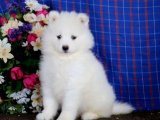 Yavru Dans Partisi: Samoyed Yavru Ritimleri