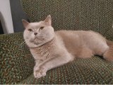 British Shorthair 2 yaş kızgın