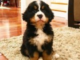 Yavru Aşkın İncileri: Bernese Dağ Köpeği Yavru Mücevherleri