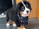 Minik Kraliyet Balosu: Bernese Dağ Köpeği Yavru Dansı