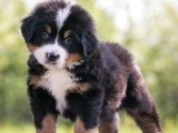 Yavru Moda İkonları: Bernese Dağ Köpeği Yavru Koleksiyonu