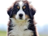 Sevgi Kokan Sabahlar: Bernese Dağ Köpeği Yavru Günaydınları