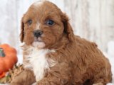 Minik Kürk Hırsızları: Cavapoo Yavru Tatlı Mafya