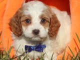 Yavru Aşkın İncileri: Cavapoo Yavru Mücevherleri