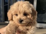 Yavru Moda İkonları: Cavapoo Yavru Koleksiyonu