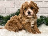 Yavru Güzellik Yarışması: Cavapoo Tacındaki Tacı