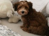 Yavru Dans Partisi: Havanese Yavru Ritimleri