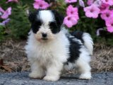 Yavru Moda İkonları: Havanese Yavru Koleksiyonu