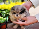 Fit Pomeranian Boo: Zeki ve Aktif Bir Arkadaş!