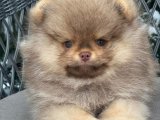 Pomeranian Boo: Fit ve Zeki Sevimliliğiyle Karşınızda!