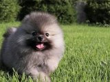 Zeki ve Fit Pomeranian Boo: Sahiplenmek İçin Sabırsız!