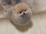 Fit Pomeranian Boo: Zekası ile Dikkat Çeken Arkadaş!