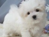 Maltese Terrier XS oyuncu Yavrularım