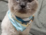 British shorthair blue point