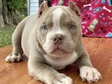 American Bully Ailesine Katılmak İçin Acele Edin: Harika Fırsatlar Burada!