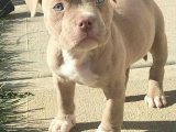 Minik Yıldızlar: American Bully Yavrularıyla Parlayan Bir Hayat!