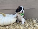 Minik Kürk Hırsızları: Saint Bernard Yavru Tatlı Mafya