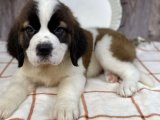 Minik Kuyruk Sallayan Büyücüler: Saint Bernard Yavru Sihirbazları