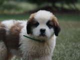 Yavru Güzellik Yarışması: Saint Bernard Tacındaki Tacı