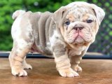 Sevgi İzleri: American Bully Yavru Kalp Atışları