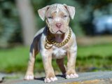 Minik Kürk Hırsızları: American Bully Yavru Tatlı Mafya