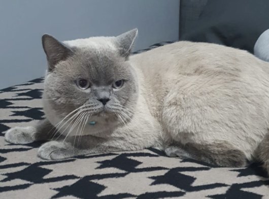 Tecrübeli British Shorthair Blue Point Oğlumuza Eş Arıyoruz