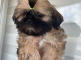 A Kaliteli shih-tzu yavrular