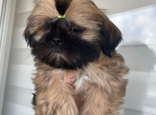 A Kaliteli shih-tzu yavrular