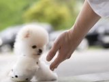 Pomeranian Boo Teddy Bear Mini Yavrularımız