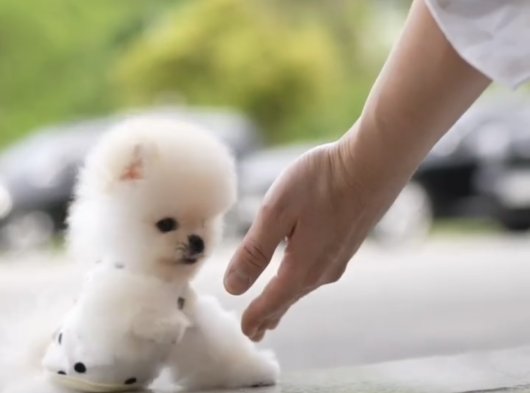 Pomeranian Boo Teddy Bear Mini Yavrularımız