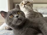 british shorthair oğluma eş arıyorum