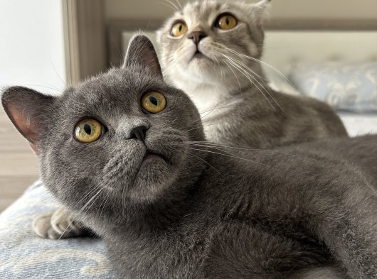 british shorthair oğluma eş arıyorum