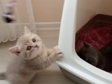 British shorthair yavrular