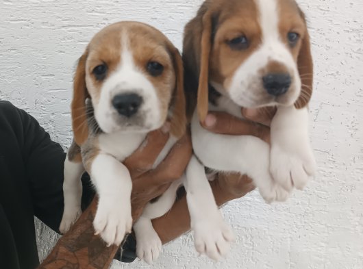 Beagle Yavrular teslime hazır