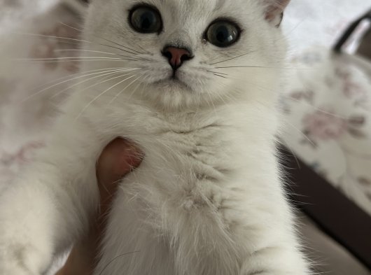 3 Aylık Dişi British Shorthair 