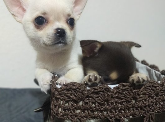 Teacup Chihuahua yavrular