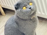 Scottish fold yakışıklı oğluma eş arıyorum 