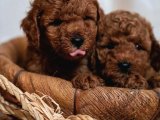 Ruhsatlı çiftliğimizden anne altı toy poodle yavrularimiz