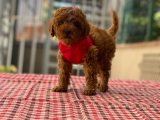 Ruhsatlı çiftliğimizden anne altı toy poodle yavrularimiz 