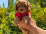 Ruhsatlı çiftliğimizden anne altı toy poodle yavrularimiz 