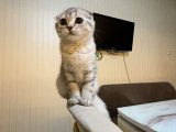 Scottish Fold