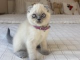 Scottish Fold Blue Point Yavrular