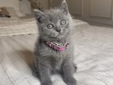 Safkan British Shorthair Gri Yavru