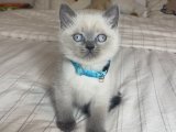 Scottish Fold Blue Point Yavru