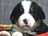 Bernese dağ köpeği kıymetini bilen bilir