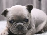 French Bulldog macerasına hazır olun