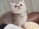 Erkek british shorthair 