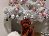 Toy Poodle Safkan Kore Kanı Yavrularımız